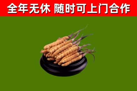 清丰回收散虫草