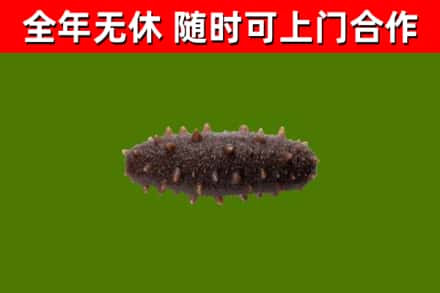 清丰回收海参干